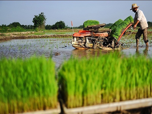 کشت مکانیزه برنج در بیش از ۵۰ درصد از شالیزارهای شهرستان فومن
